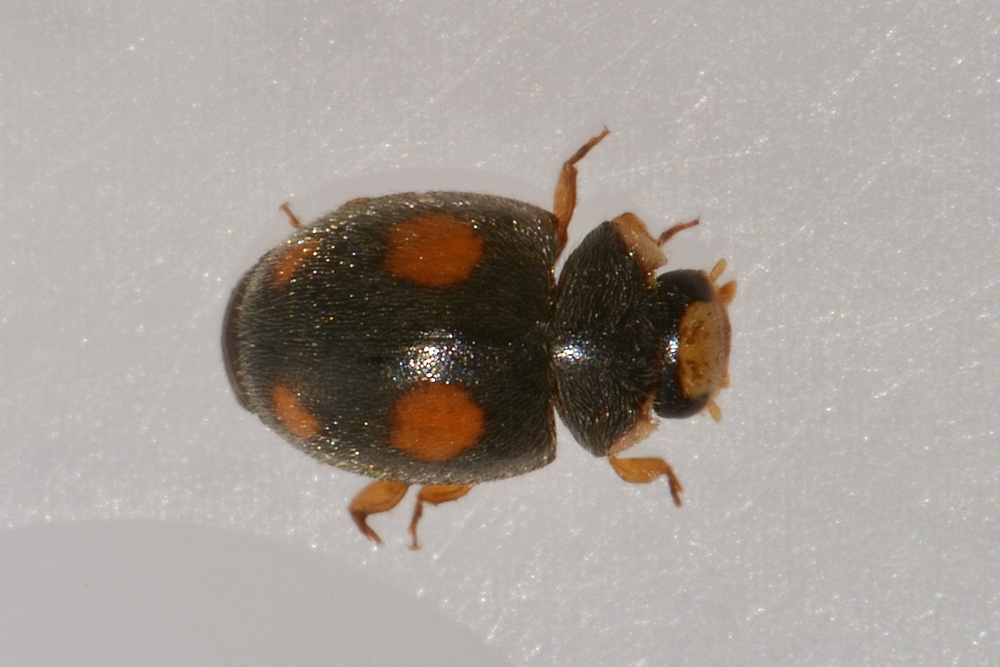 Coccinellidae: Platynaspis luteorubra